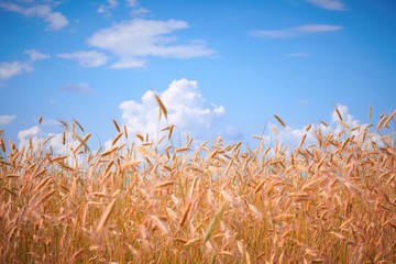Wheat against the sky
