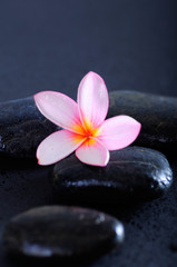 Fototapeta na wymiar Zen stones with pink flower