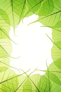 green leaves