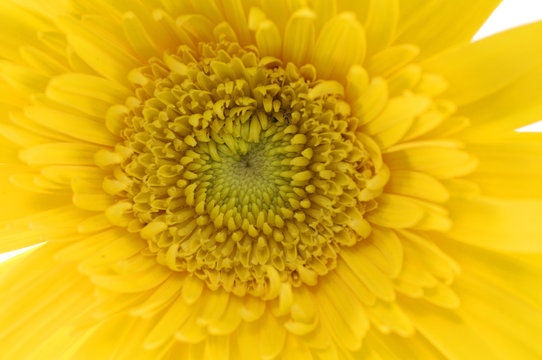 Center of pink sunflower