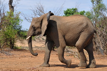 young african savanna elephant