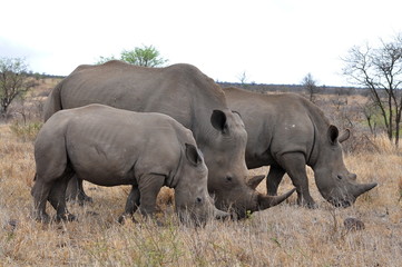 Obraz premium Rhino family with 2 calf,Kruger NP,South Africa