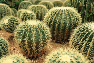 cactaceae.