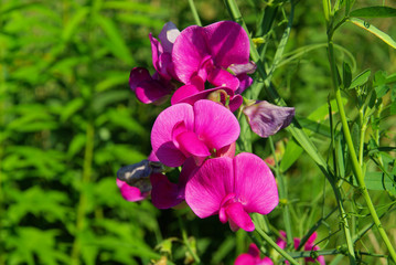 Edelwicke - Sweet pea 01