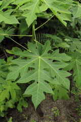 seychelles denis island giungla