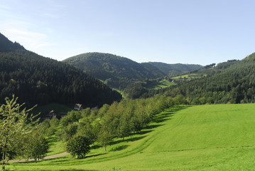 Fototapeta na wymiar im Schwarzwald