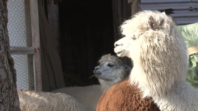 Petit groupe d'alpagas