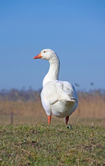 white goose
