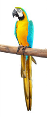 Bright Blue and Yellow macaw isolated