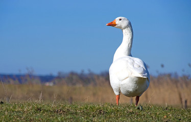 White goose