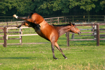 Pferd - Buckeln