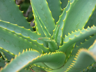 aloe vera, plante médicinale