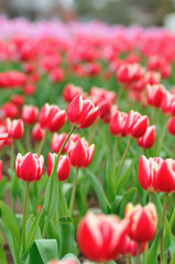 チューリップ畑