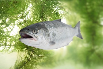 big salmon