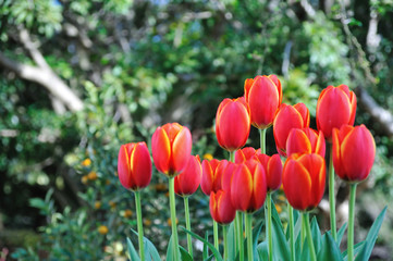 チューリップ