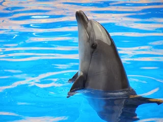  dolfijn in blauw water © pavalena