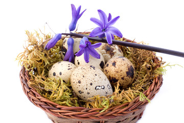 Obraz premium Primavera - Uova Di Quaglia E Giacinto