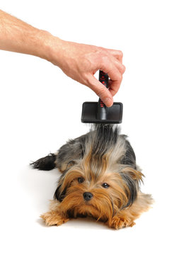 Yorkshire terrier
