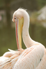 pelican
