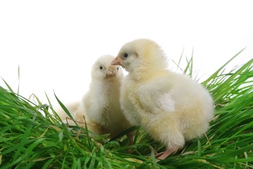 nestlings on cluster of grass