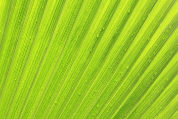 seychelles foglie verdi