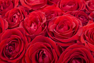 Roses Background