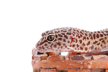Young Leopard gecko, Eublepharis. Tropical lizard