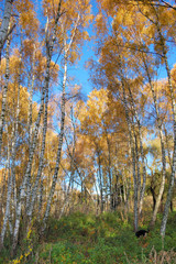 Fototapeta premium Yellow trees with blue sky