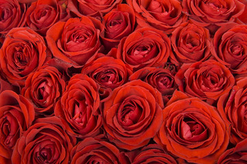 Roses Background