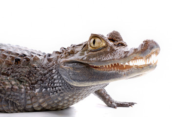 closeup alligator isolated on the white background