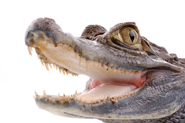 closeup alligator isolated on the white background