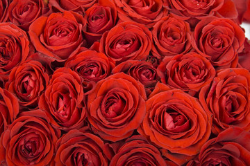 Roses Background