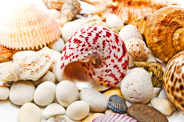 seashells over stones