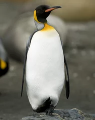 Zelfklevend Fotobehang King Penguin - One Foot Up © Rich Lindie