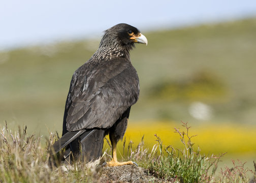 Striated Caracara