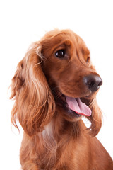 Baby Cocker Spaniel