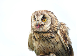 Naklejka premium Raubvogel 15.1