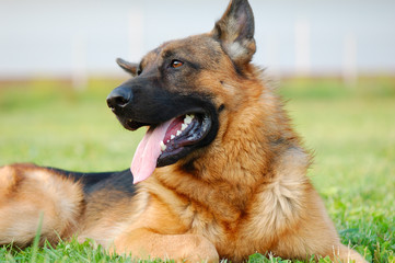 German Shepherd dog on the grass