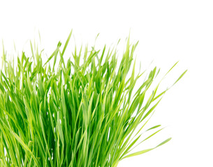 green grass isolated on white