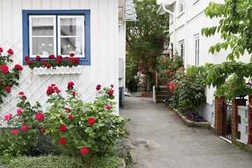 Naklejka premium House with red roses