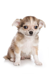 Chihuahua puppy isolated on white