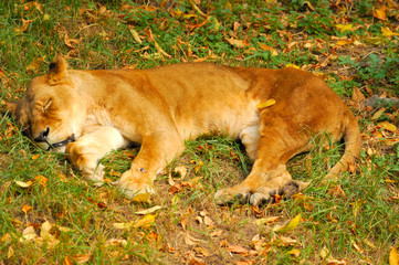 Sleeping lion