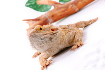 Australian dragon lizard