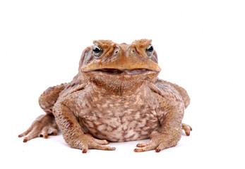 Cane Toad