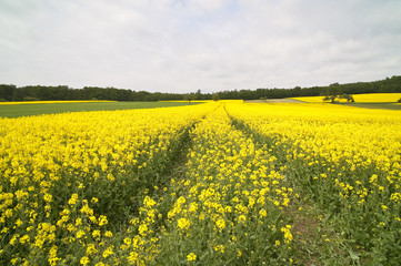 Obraz premium Canola Fields