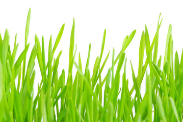 green grass