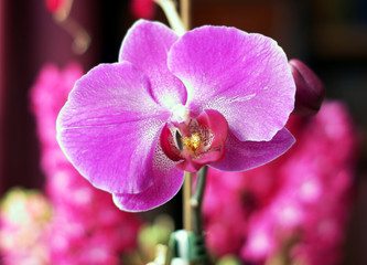 Naklejka premium fioletowy storczyk