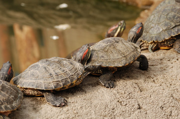 Line of turtles
