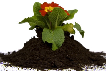 Springtime gardening