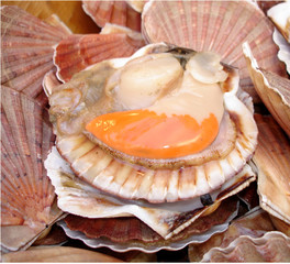 noix de saint-jacques